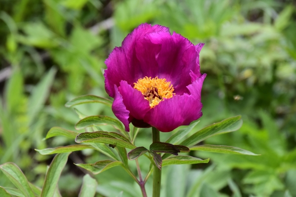 Biodiversità Valli di Lanzo - Paeonia officinalis. Tra mito e realtà.